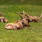 Steinböcke Pontresina