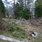 Steinböcke Pontresina 14.05.2024