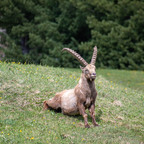 Steinböcke Pontresina