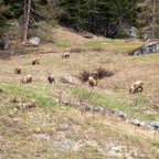 Steinböcke Pontresina 14.05.2024