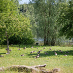 Affenberg Salem