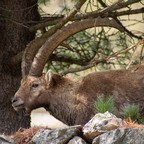 Steinböcke Pontresina