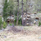 Steinböcke Pontresina 14.05.2024