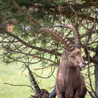 Steinböcke Pontresina
