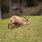 Steinböcke Pontresina