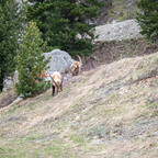Steinböcke Pontresina 14.05.2024