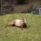 Steinböcke Pontresina