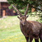 Steinböcke Pontresina