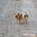 Josie
