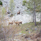 Steinböcke Pontresina 14.05.2024