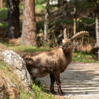Steinböcke Pontresina