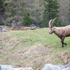 Steinböcke Pontresina 14.05.2024