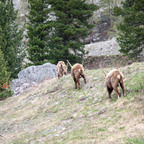 Steinböcke Pontresina 14.05.2024