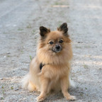 Josie