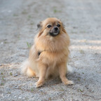 Josie