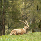 Steinböcke Pontresina