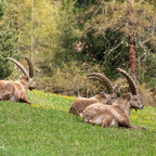 Steinböcke Pontresina