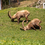 Steinböcke Pontresina