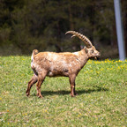 Steinböcke Pontresina