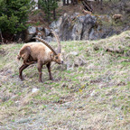 Steinböcke Pontresina 14.05.2024