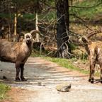 Steinböcke Pontresina