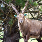 Steinböcke Pontresina
