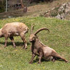 Steinböcke Pontresina